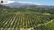 Agia Galini Kreta, Ag. Galini Olivenhain 130.000 m². Grundstück kaufen